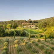 Bastide du Laval "Tradition" Olive Oil - Image 3
